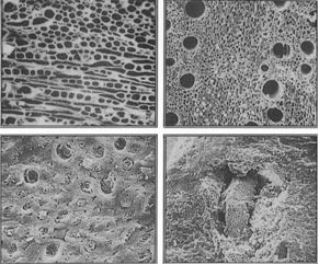 Activated Carbon